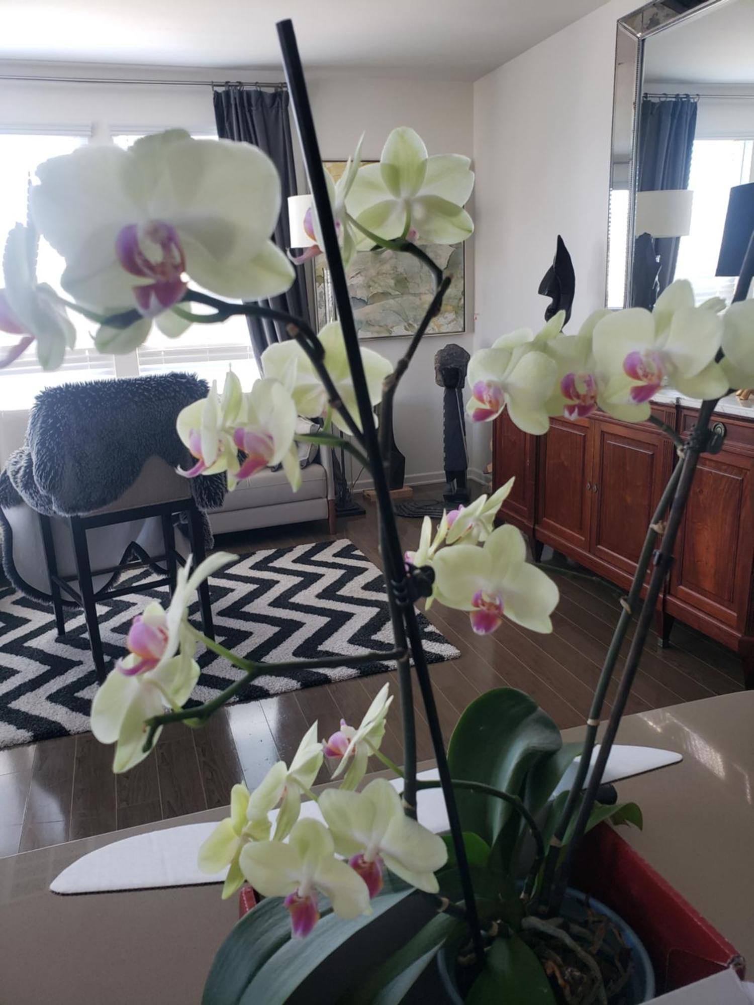 Penthouse Dreams Apartment Irvine Ngoại thất bức ảnh